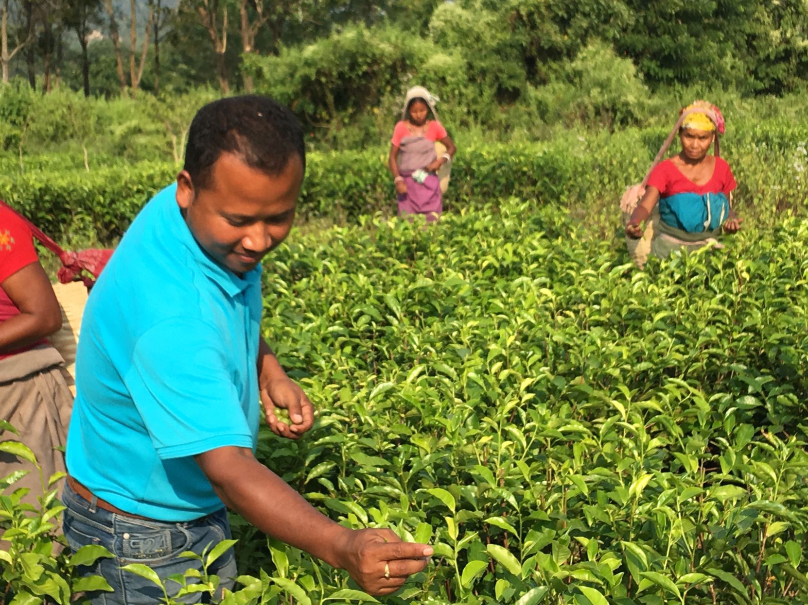 Tea grower